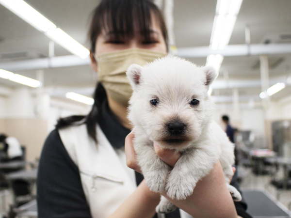夜間部2年生、子犬のお世話♪